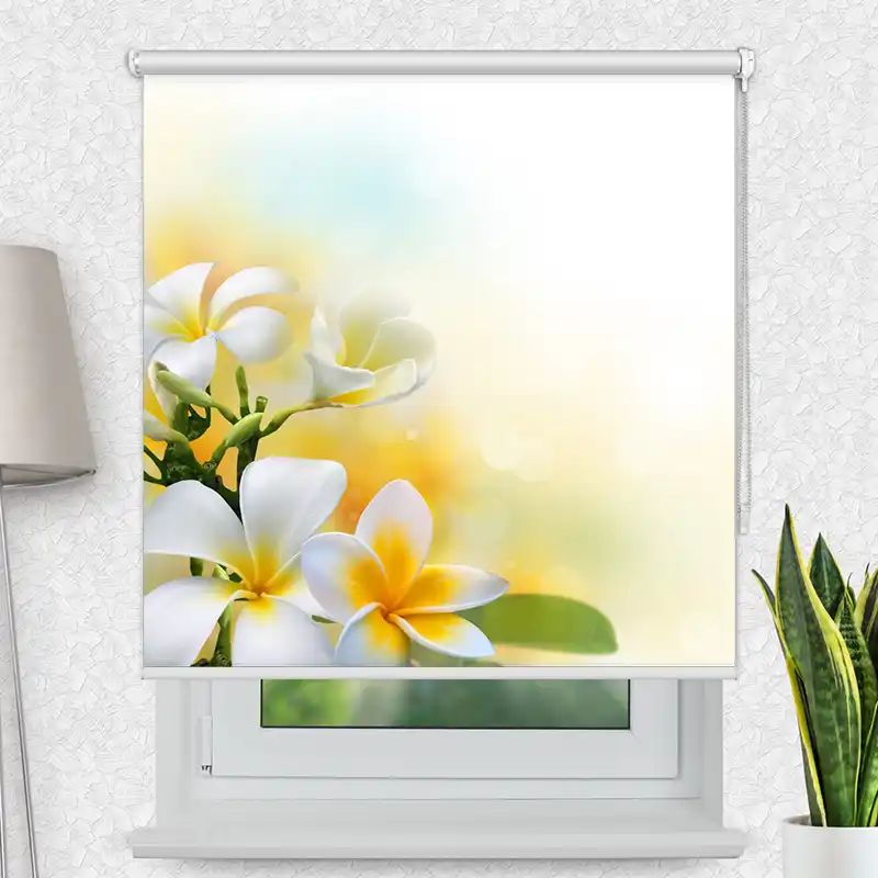Fotorollo Premium "Frangipani"