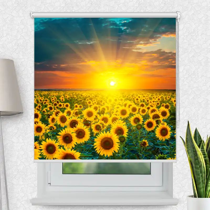 Fotorollo Premium "Sonnenblumenfeld Im Sonnenuntergang"