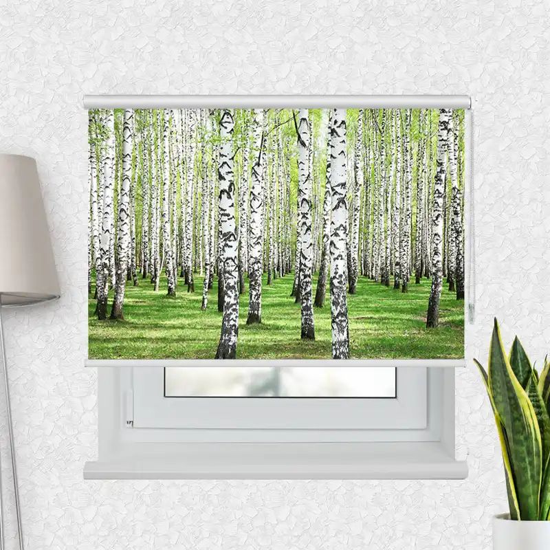 Fotorollo Premium "Birkenwald"