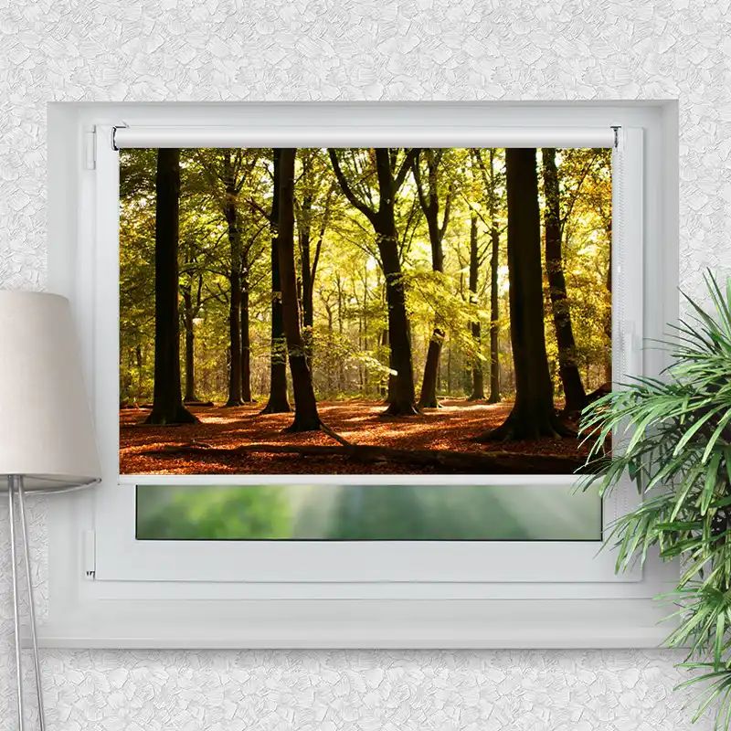 Klemmrollo "Wald Sonnenstrahlen"